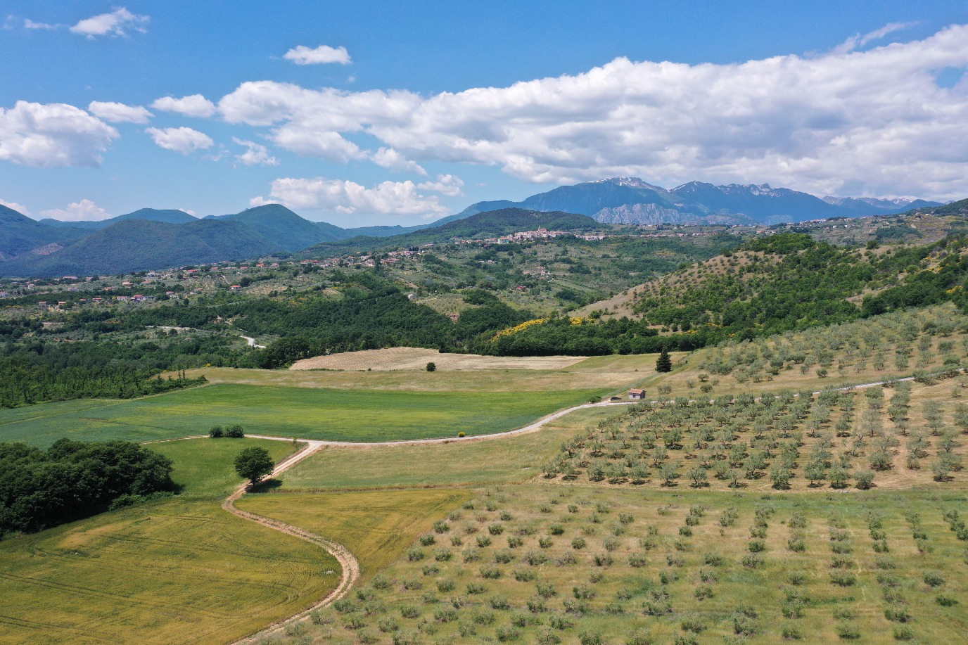 Insernia