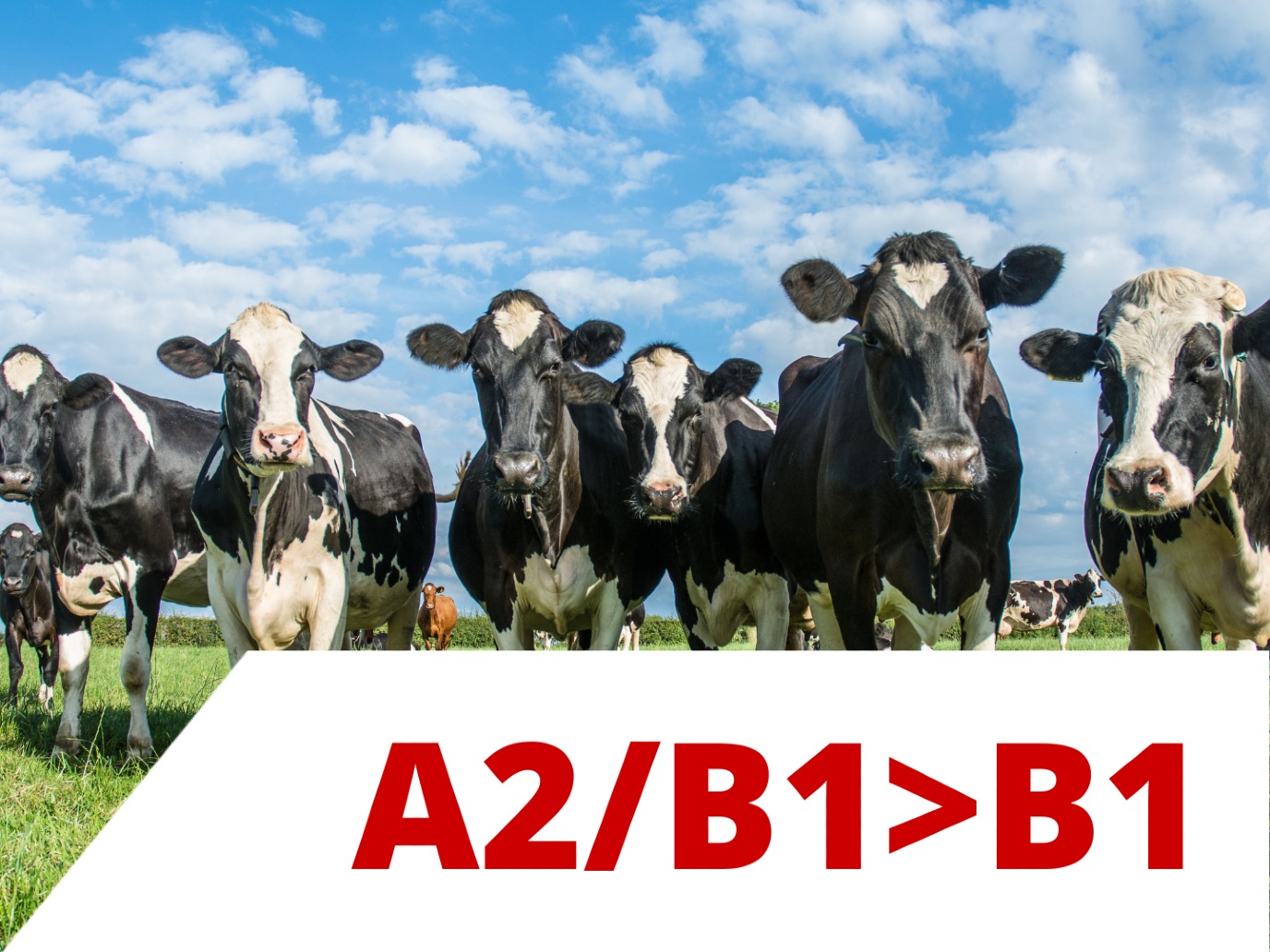 Online Dutch A2/B1>B1