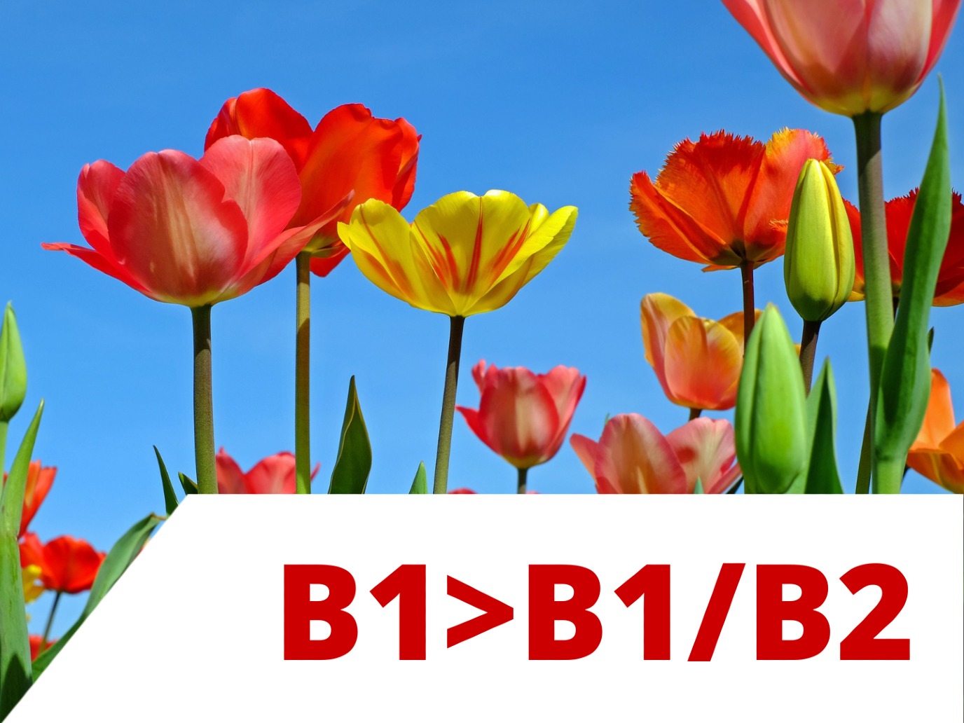 Online Dutch B1>B1/B2