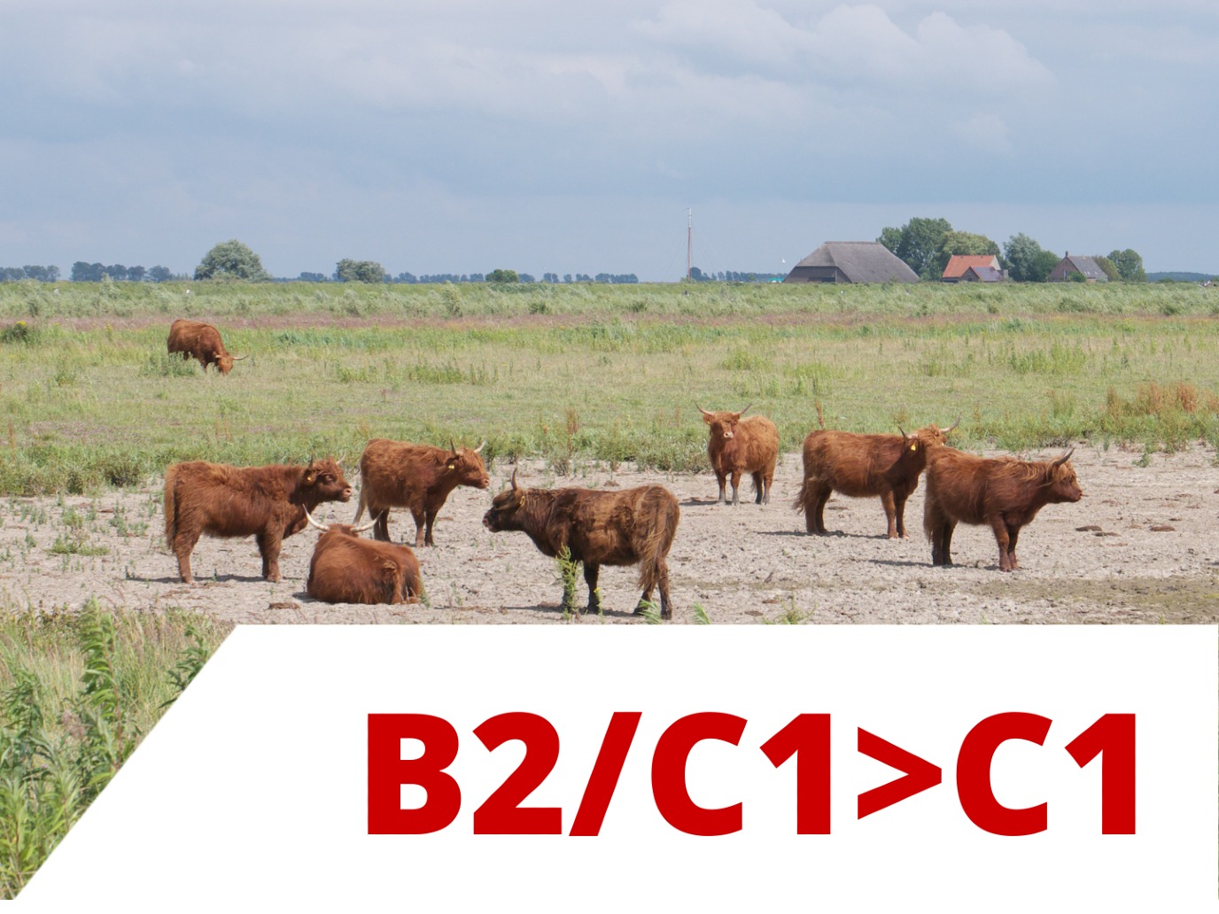 Online Dutch B2/C1>C1