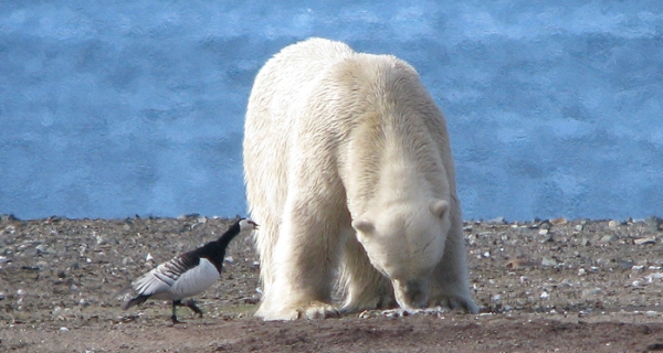 Polar bears eating goose eggs