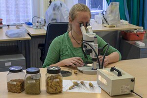 Merit Hondelink
