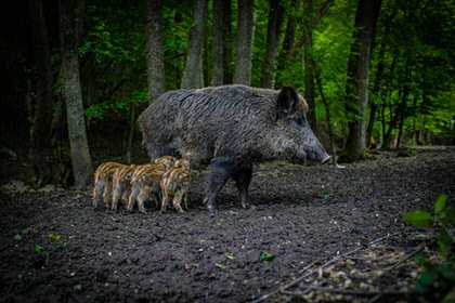 Wild boar with litter