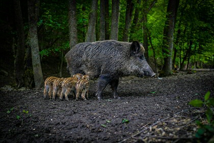 Wild zwijn met een nest