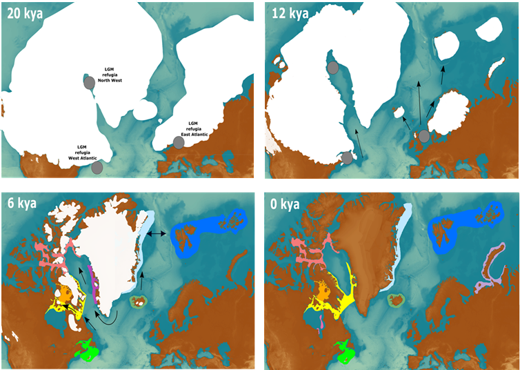 Migration of walruses since the Last Glacial Maximum