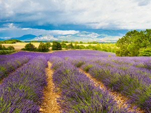 Lavender field