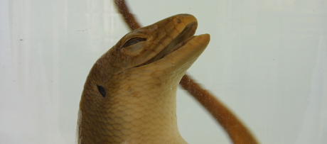 Tuinskink op sterk water (Universiteitsmuseum)