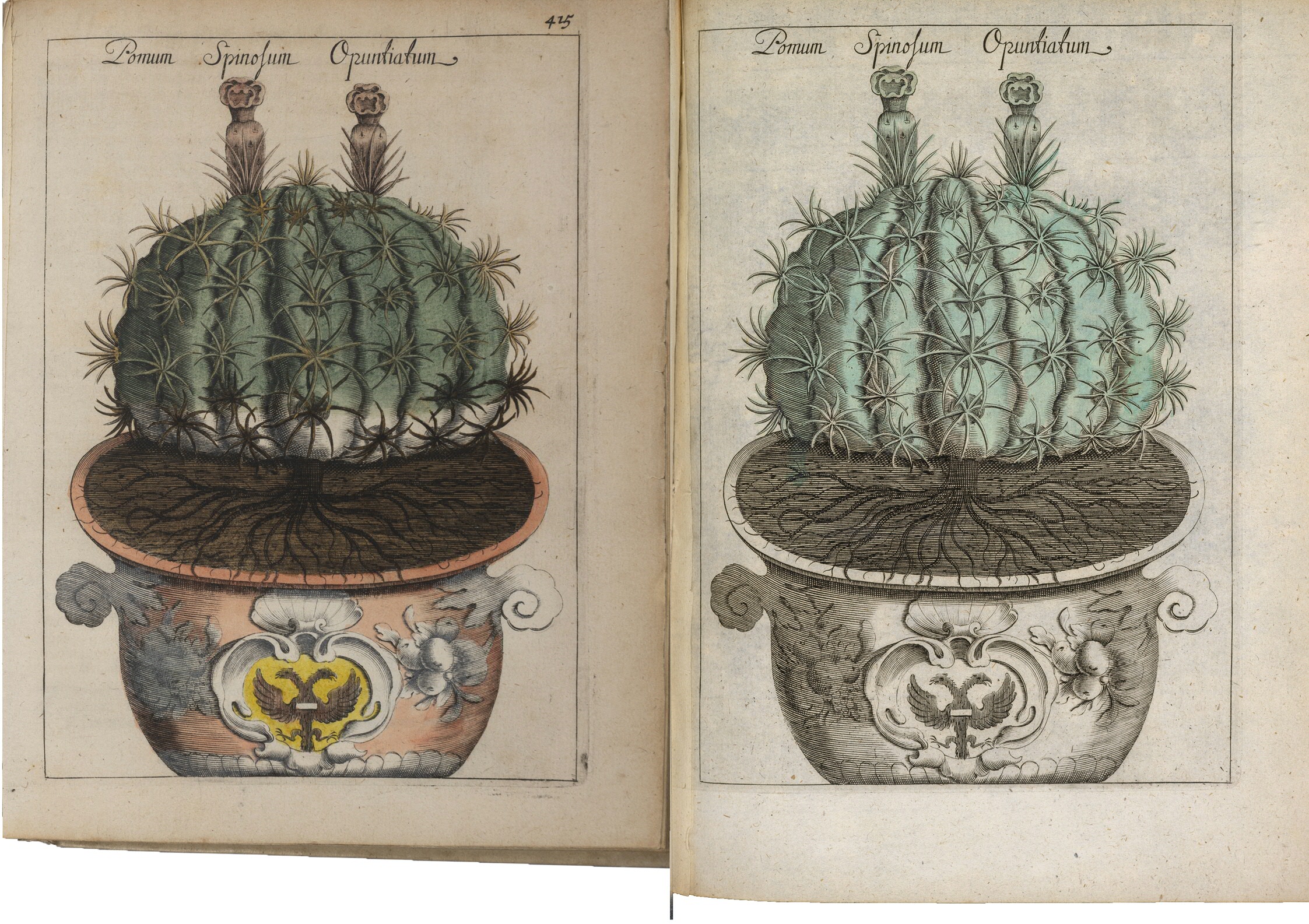 Twee exemplaren van de Waare oeffening der planten die in bezit zijn van de Bijzondere Collecties. Als je goed kijkt kun je het wapen van Groningen zien in de gravure van de vaas.Two copies of the Waare oeffening der planten which are kept in the Special Collections today. If you look closely at the vase in this engraving you can see the coat of arms of the city of Groningen.