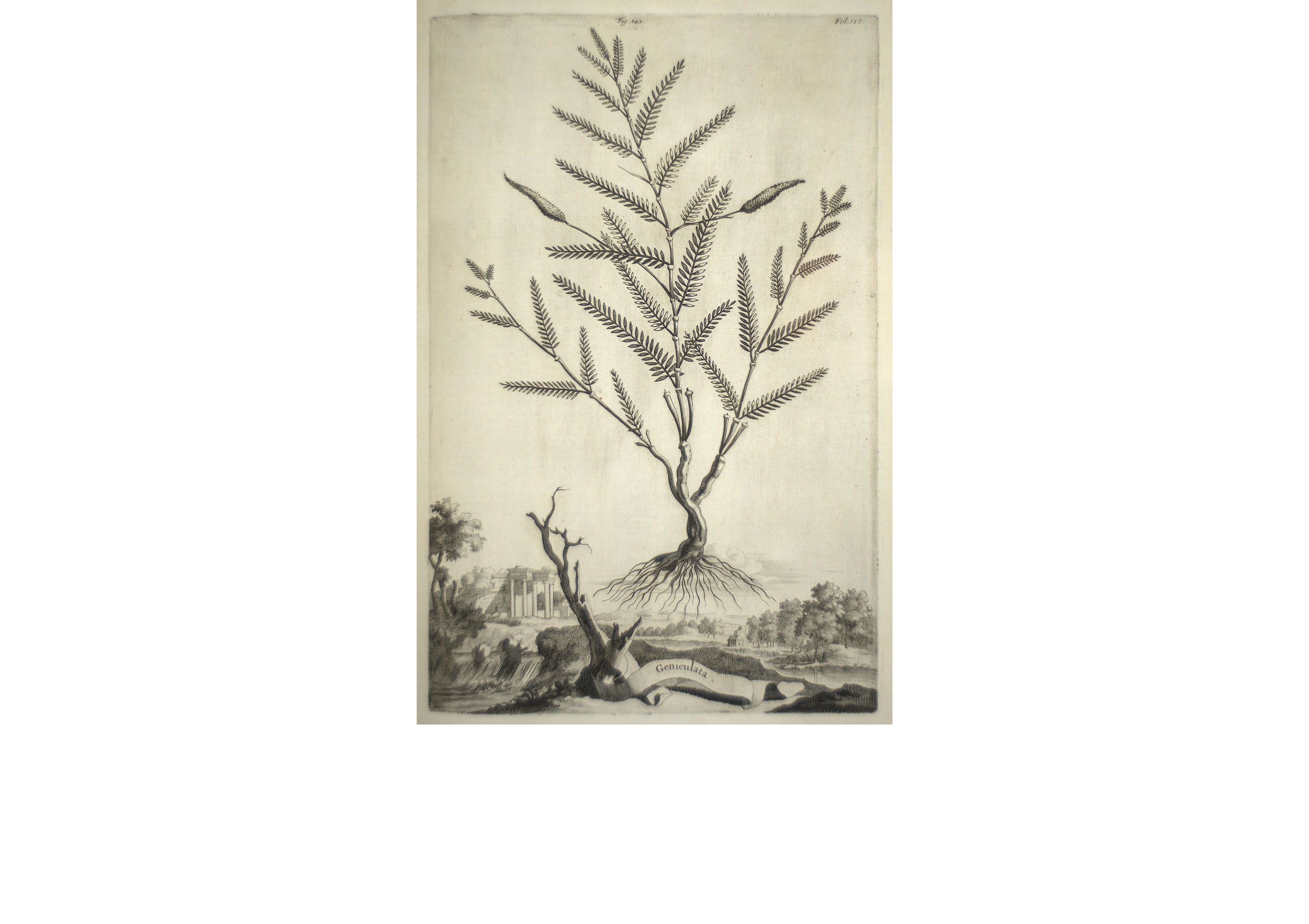 Een exemplaar van de Nauwkeeurige beschrijving der aardgewassen. De gedetailleerde zwart-witte gravure op de rechterpagina toont een zwevende plant waarvan de wortels zichtbaar zijn. Wat deze tekening ook bijzonder maakt is het gedetailleerde landschap op de achtergrond, hetgeen niet gebruikelijk was in botanische tekeningen uit die tijd.A copy of the Naauwkeurige beschijving der aardgewassen. The detailed black-and-white engraving on the right page shows a levitating plant with the roots visible as well. Note also the landscape in the background, which is not a common feature in botanical works at that time.