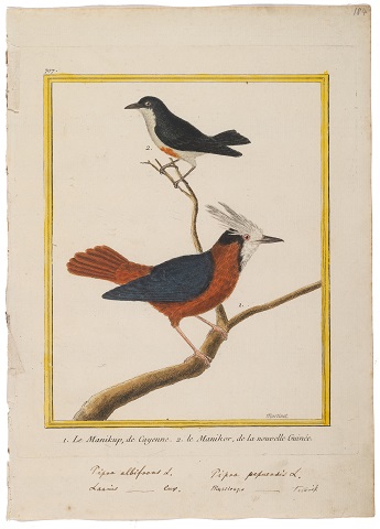 twee prenten uit Buffon, Histoire Naturelle. Gravures Martinet, foto's Dirk Fennema