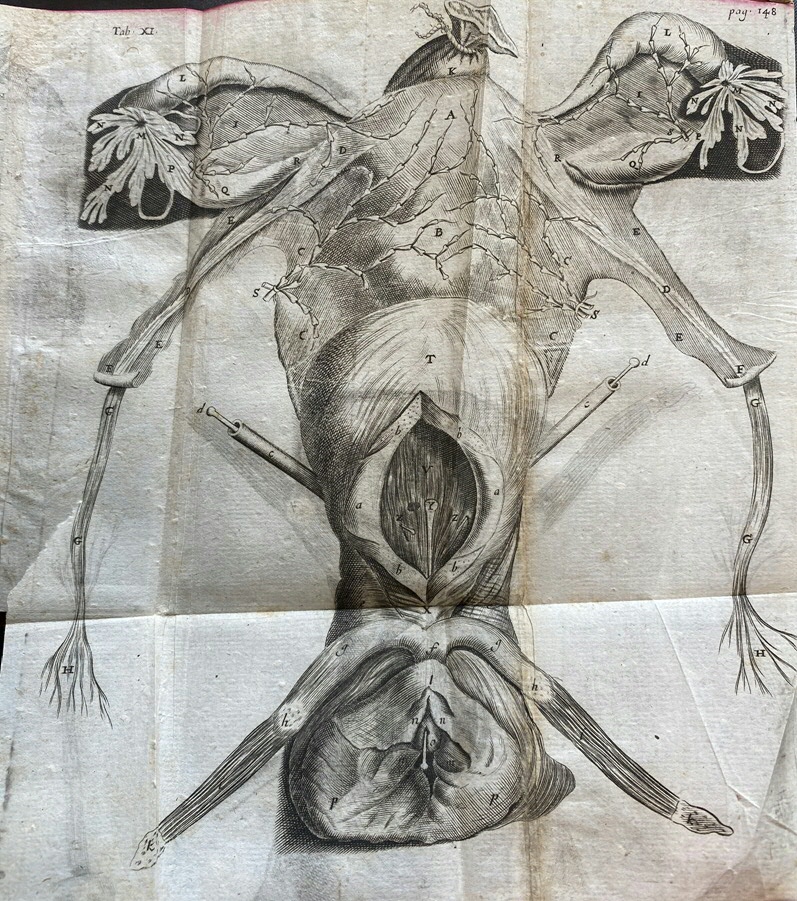 Anatomische afbeelding van de vrouwelijk genitaliën, Hendrik Bary, gravure. Uit: Reinier de Graaf, Opera Omnia, 1678.