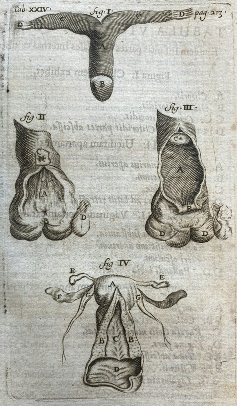 Anatomische afbeelding van (I-IV) clitoris, urineleider, vagina en baarmoeder, Hendrik Bary, gravure. Uit: Reinier de Graaf, Opera Omnia, 1678. Reinier de Graaf besteedde, in tegenstelling tot Vesalius, veel aandacht aan de vrouwelijke voortplantingsorganen en seksualiteit. De prenten in zijn boek illustreren dit.