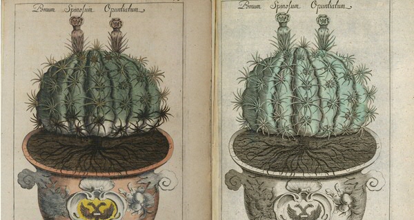 De werken van Abraham Munting (1626-1683)