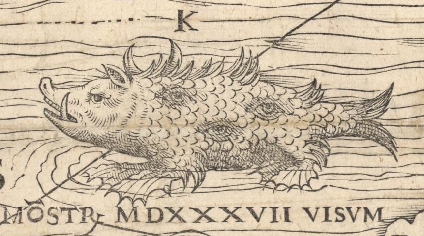 The sea-pig in the Carta Marina