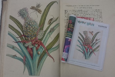 Ingekleurde prent van Maria Sibylla Merian in het boek Over de voortteeling en wonderbaerlyke veranderingen der Surinaamsche insecten, uitgegeven 1730