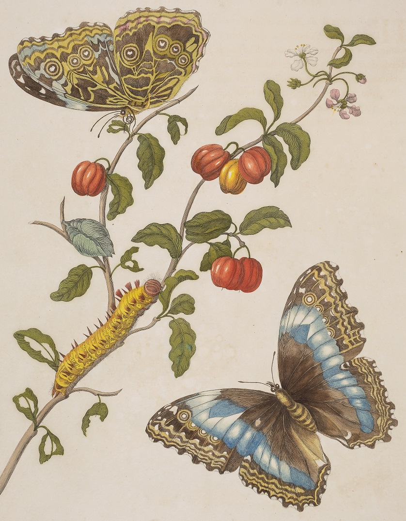 Titelpagina Over de voortteeling en wonderbaerlyke veranderingen der Surinaamsche insecten, uitgegeven 1730