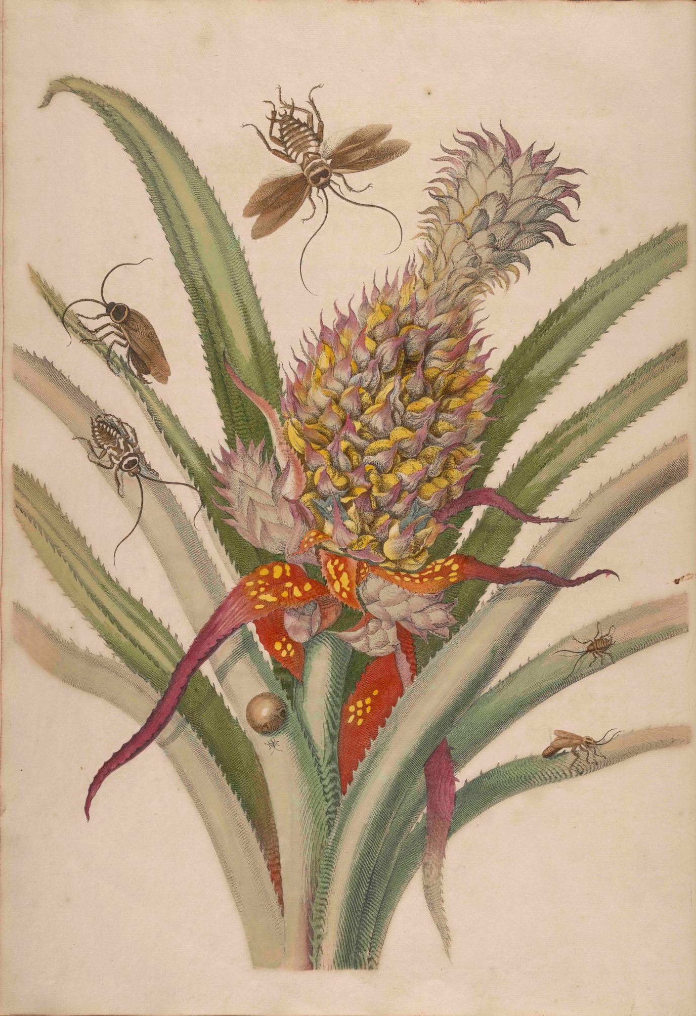 Metamorphosis Insectorum Surinamensium (tegendruk)