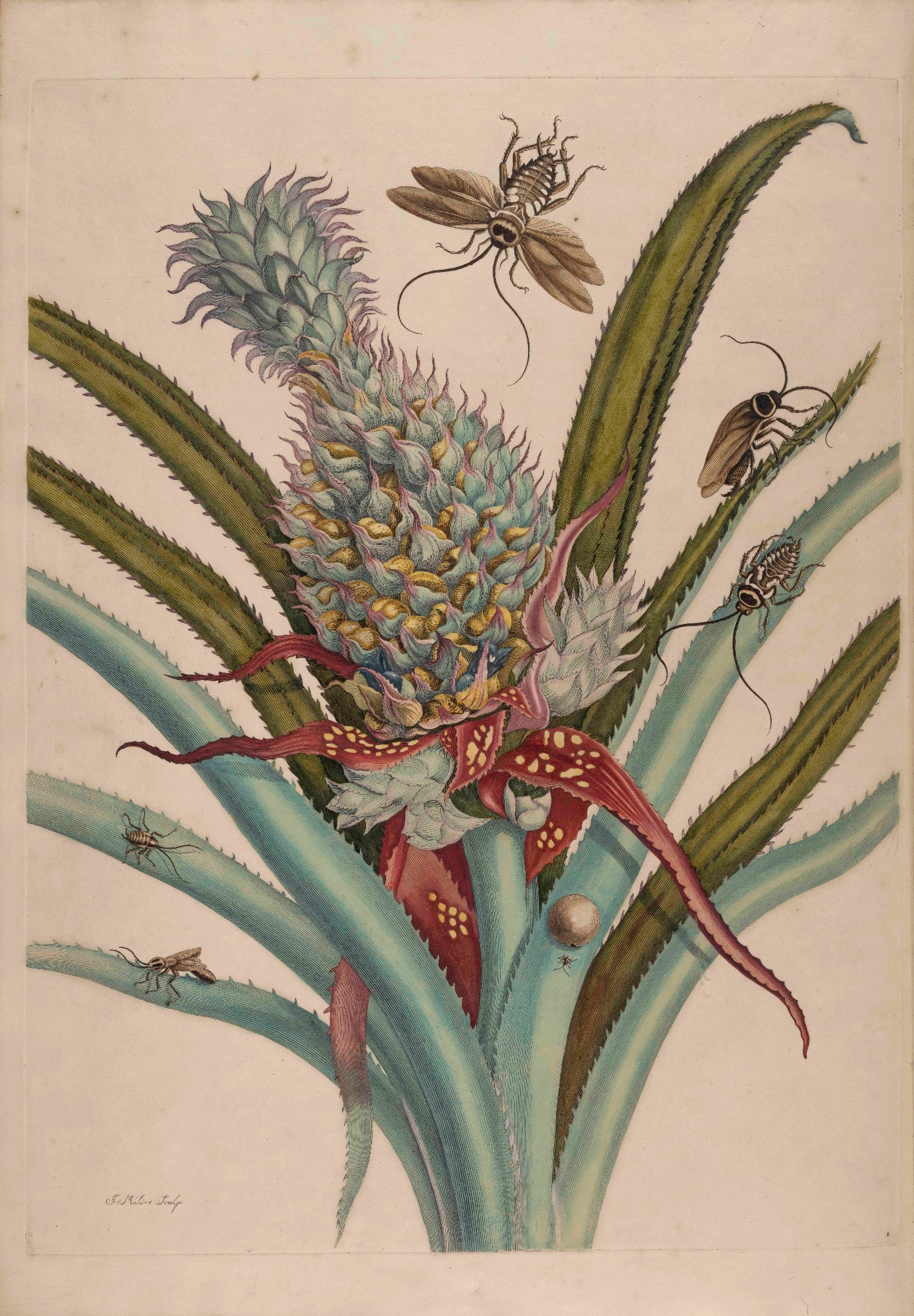 Metamorphosis Insectorum Surinamensium (origineel)
