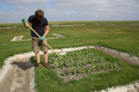 2000 years of horse beans on the salt marshes