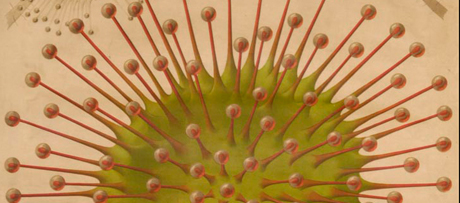Onderwijsplaat met afbeelding van de Drosera rotundifolia, 1878-1883