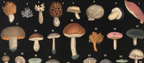 Champignons Comestibles, Onderwijsplaat met 33 afbeeldingen van verschillende soorten paddestoelen, Achille Comte