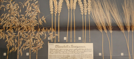 Verschillende zaaigranen, waarschijnlijk gebruikt als demonstratiemateriaal van veredelingsresultaten, ca. 1905Different cereals, probably used as a demonstration of refinement, ca. 1905