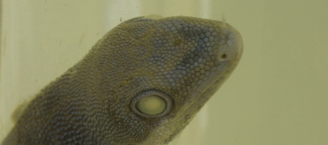 Gestreepte daggekko (Phelsuma lineata) op sterk water