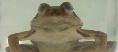 Specimen of a European frog (Rana temporaria)