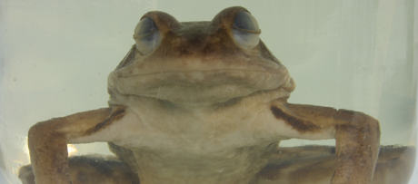 Bruine kikker (Rana temporiana) op sterk water