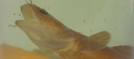 Specimen of an eel (Anguila anguila)