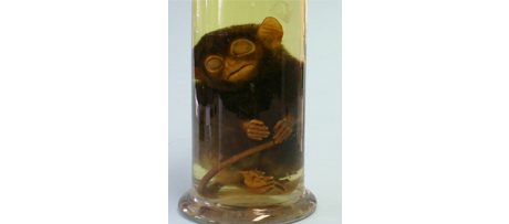 Celebesspookdier (Tarsius spectrum) op sterk water