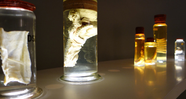 Museumles: De Anatomische les