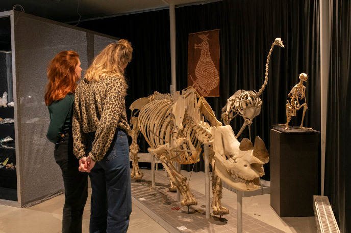 skeleton rhinoceros