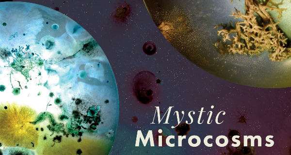 Mystic Microcosms: De verborgen schoonheid van micro-organismen