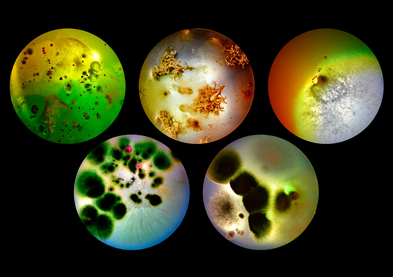 decoratieve afbeelding