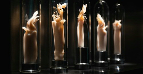 PHALLUS. Norm & Form