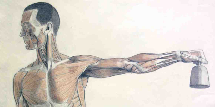 Anatomische tekening