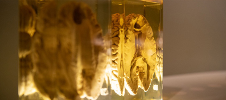 Anatomy room