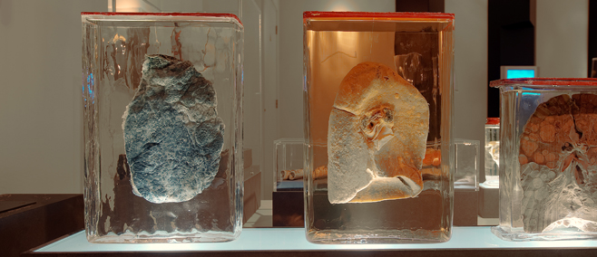 Anatomical specimens Inside out