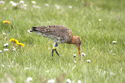 godwit