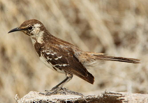 Floreanaspotlijster (Mimus trifasciatus) Champion island, Galápagos - Foto Ruben Heleno