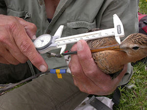 Measuring godwits
