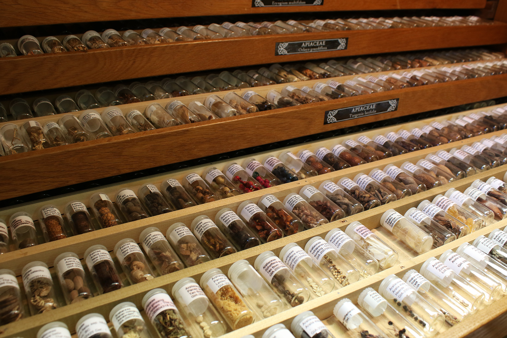 De zadencollectie. Het Groninger Instituut voor Archeologie heeft een uitgebreide zadencollecties, met zaden, granen, bloemen en vruchten van over de hele wereld. Soms duizenden jaren oud. Vind je een zaadje, dan kan deze collectie je vertellen van welke plant het is. Belangrijk om iets te kunnen zeggen over landbouw en huishoudelijke gebruiken in het verleden.The seed collection. The Groningen Institute of Archaeology has a very extensive seed collection, including seeds, grains, flowers and fruits from all over the world. Some of these are thousands of years old. Whenever you find a seed, this collection will tell you which plant it is from. This is important for making claims about agriculture and domestic habits from the past.  