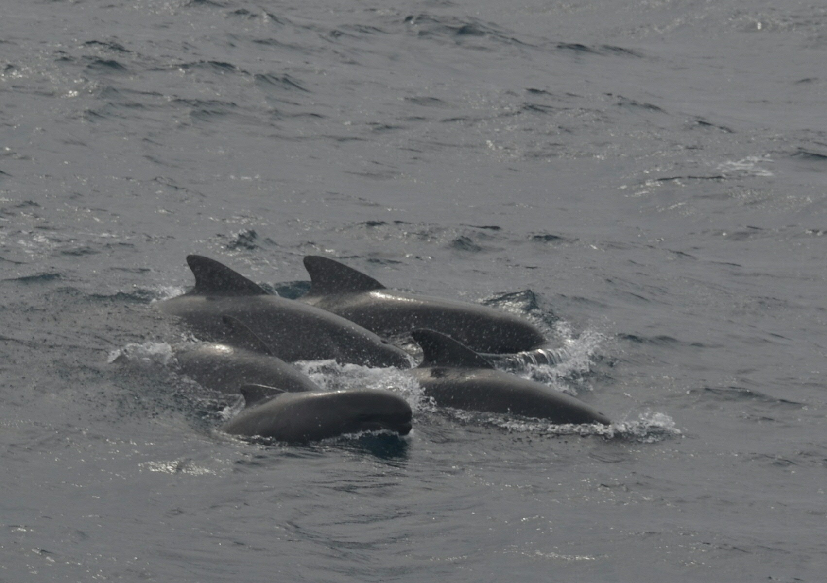 Lng-finned pilot whales jumping alongside the boat