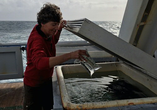 Maria van Leeuwe aan het werk op de Pelagia