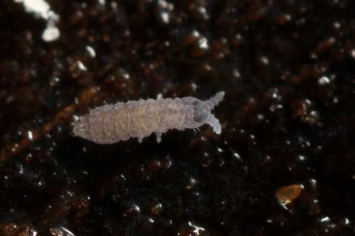 Springtail. Photo: Anne Krediet