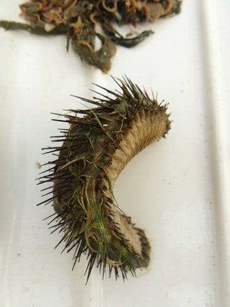 Sea mouse (bristle worm) Photo Nina Fieten/NICO-expedition