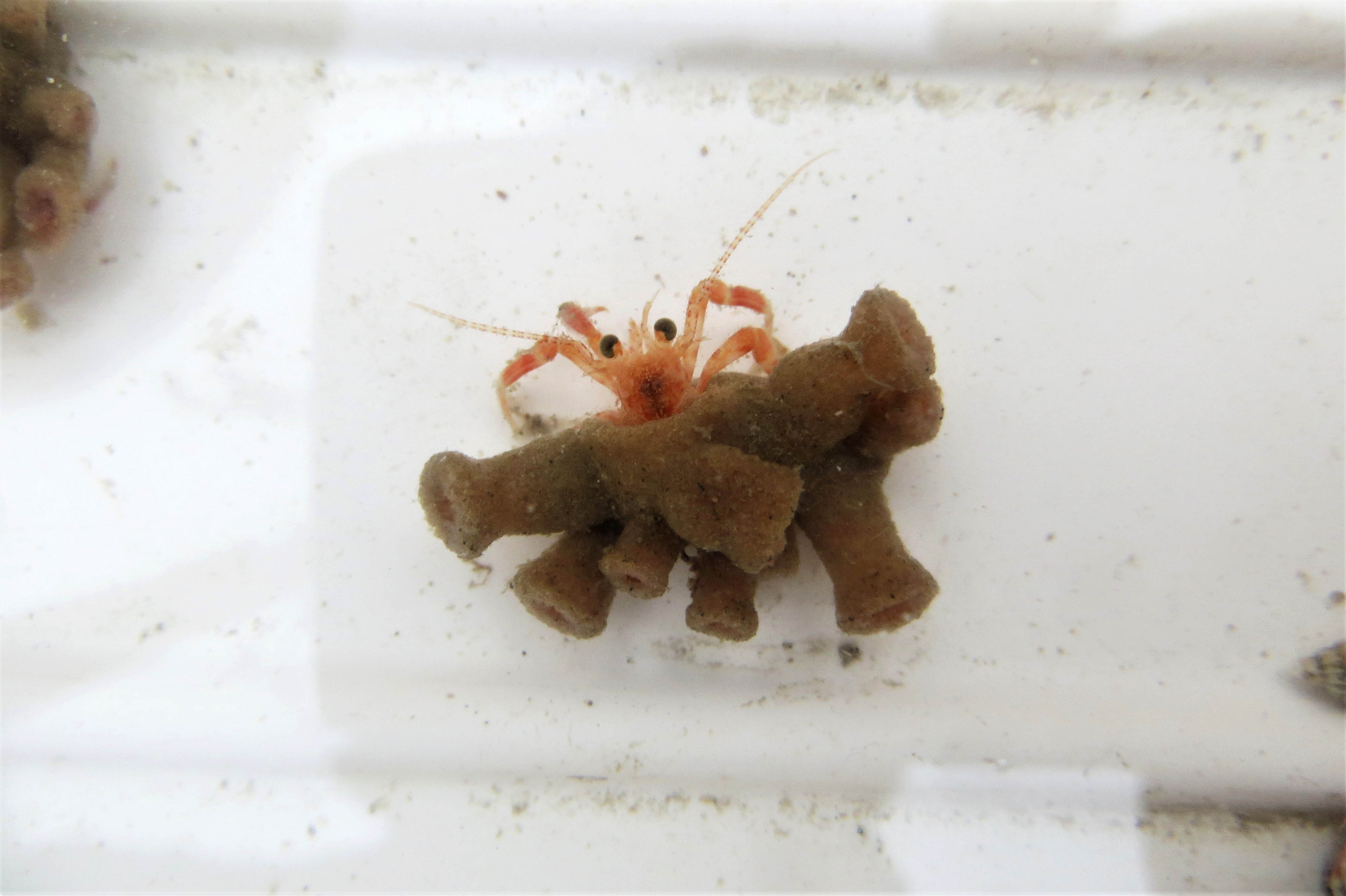Hermit crab living in a piece of sponge. Photo: Nina Fieten/NICO-expedition