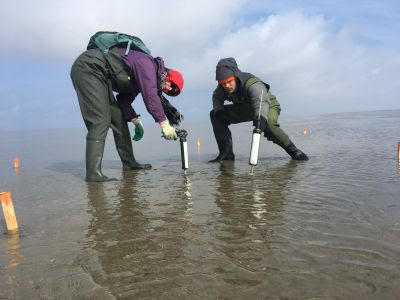 Onderzoekers in de Waddenzee