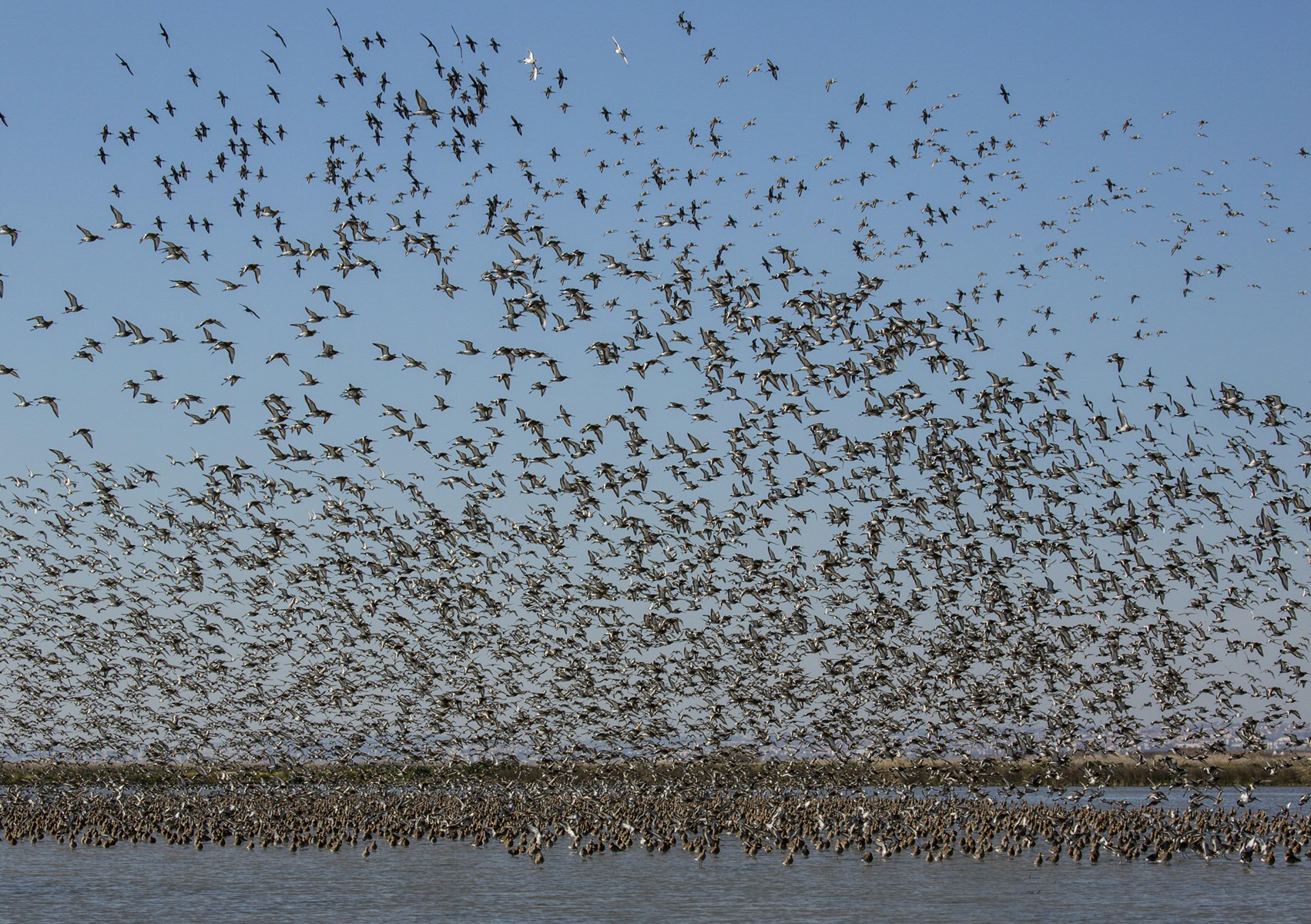 Photo: A flock of black-tailed godwits (Limosa limosa) spiral into a rice field outside Lisbon, Portugal. The rice fields of the Tagus Estuary hold more than fifty thousand godwits during northward migration every year. Photo credit: Jan van de Kam